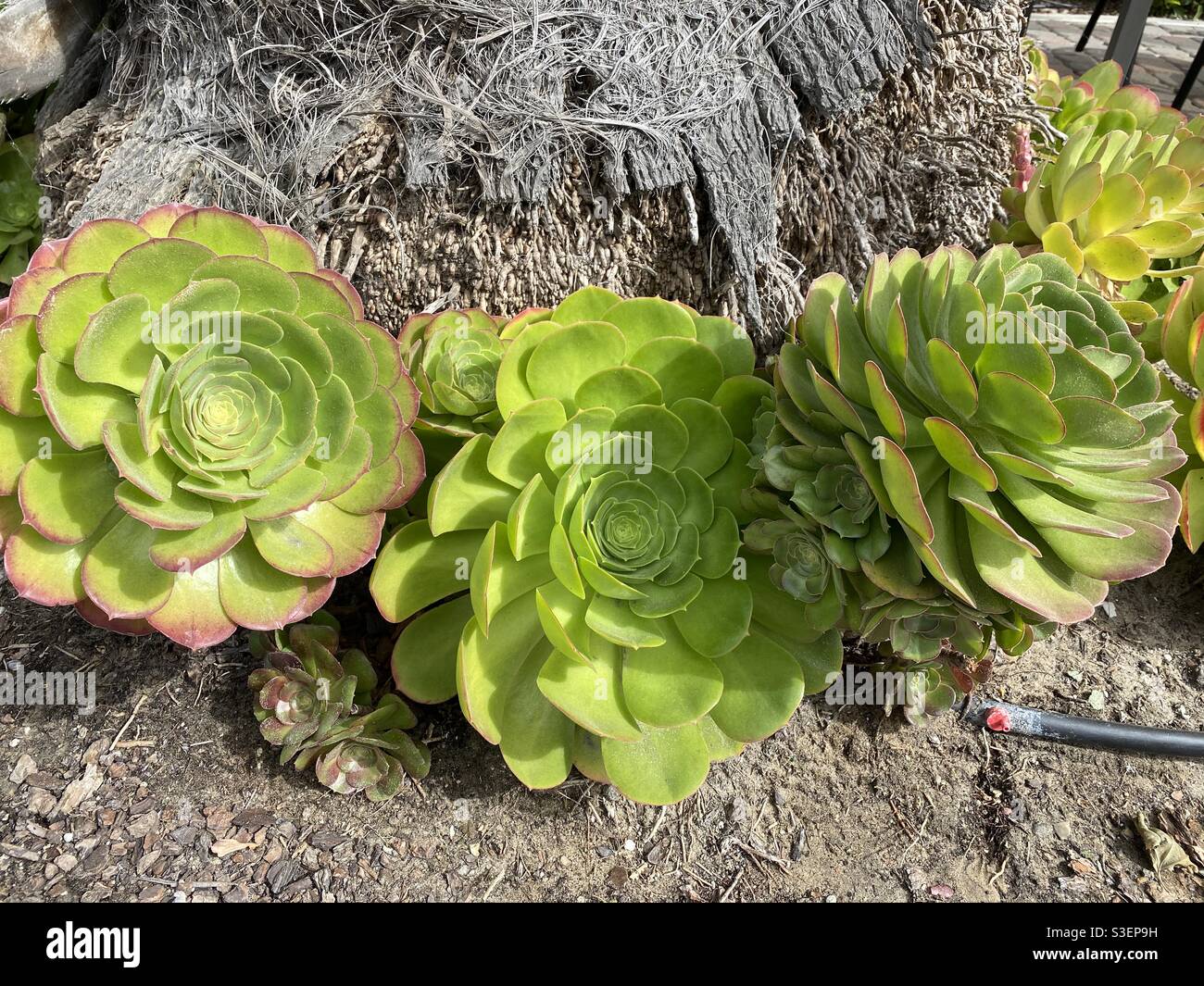Succulenti funky - Immagine stock catturata con smartphone
