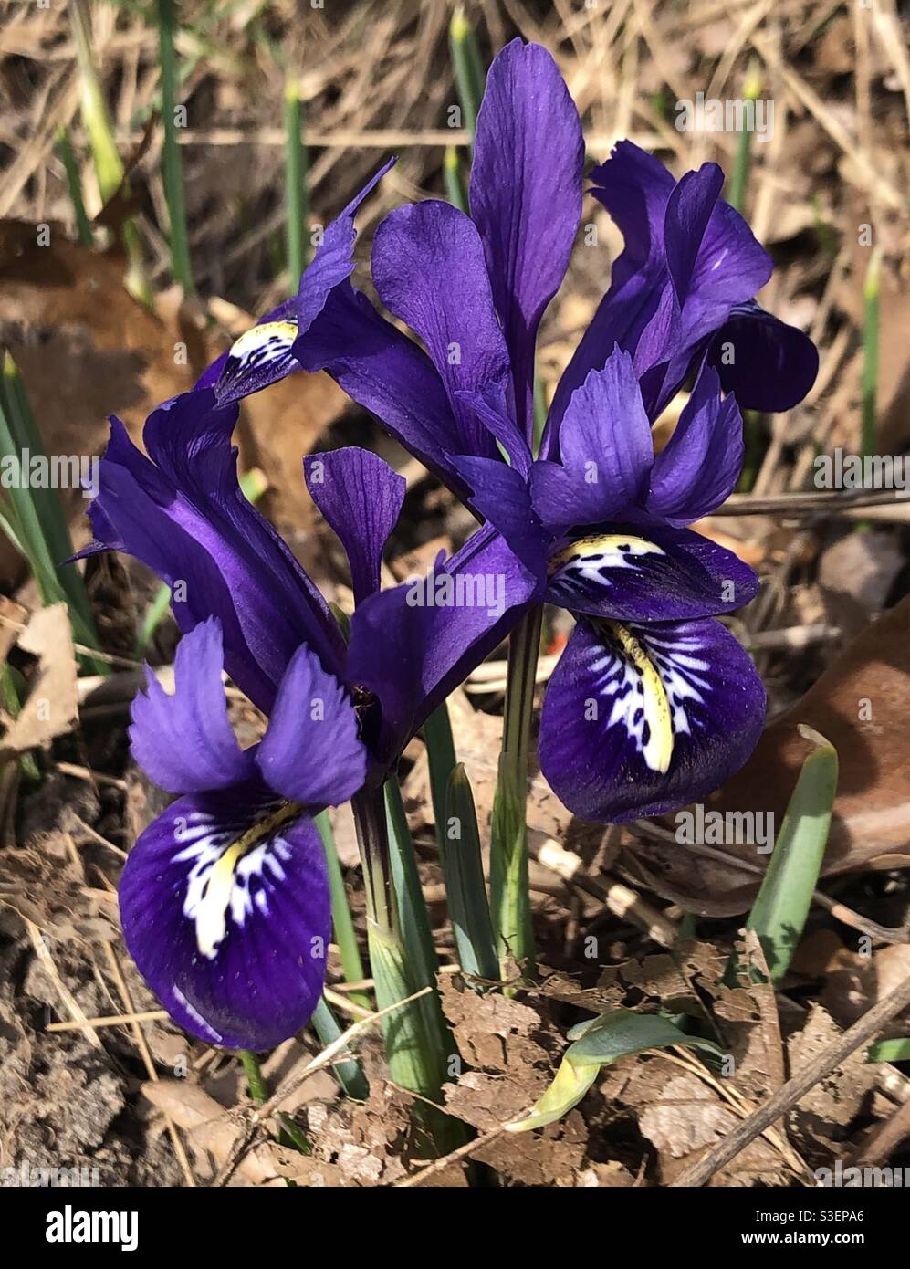 Fiori di primavera - Immagine stock catturata con smartphone