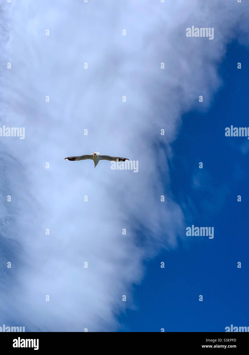 Cerca! Un gabbiano che vola sopra nella nuvola mezza bianca e cielo mezzo blu Foto Stock
