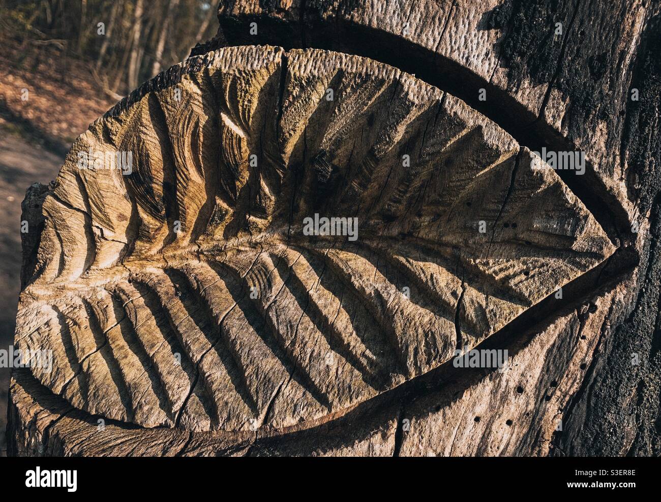 Foglia scolpita in legno. Lymm Dam Cheshire Foto Stock