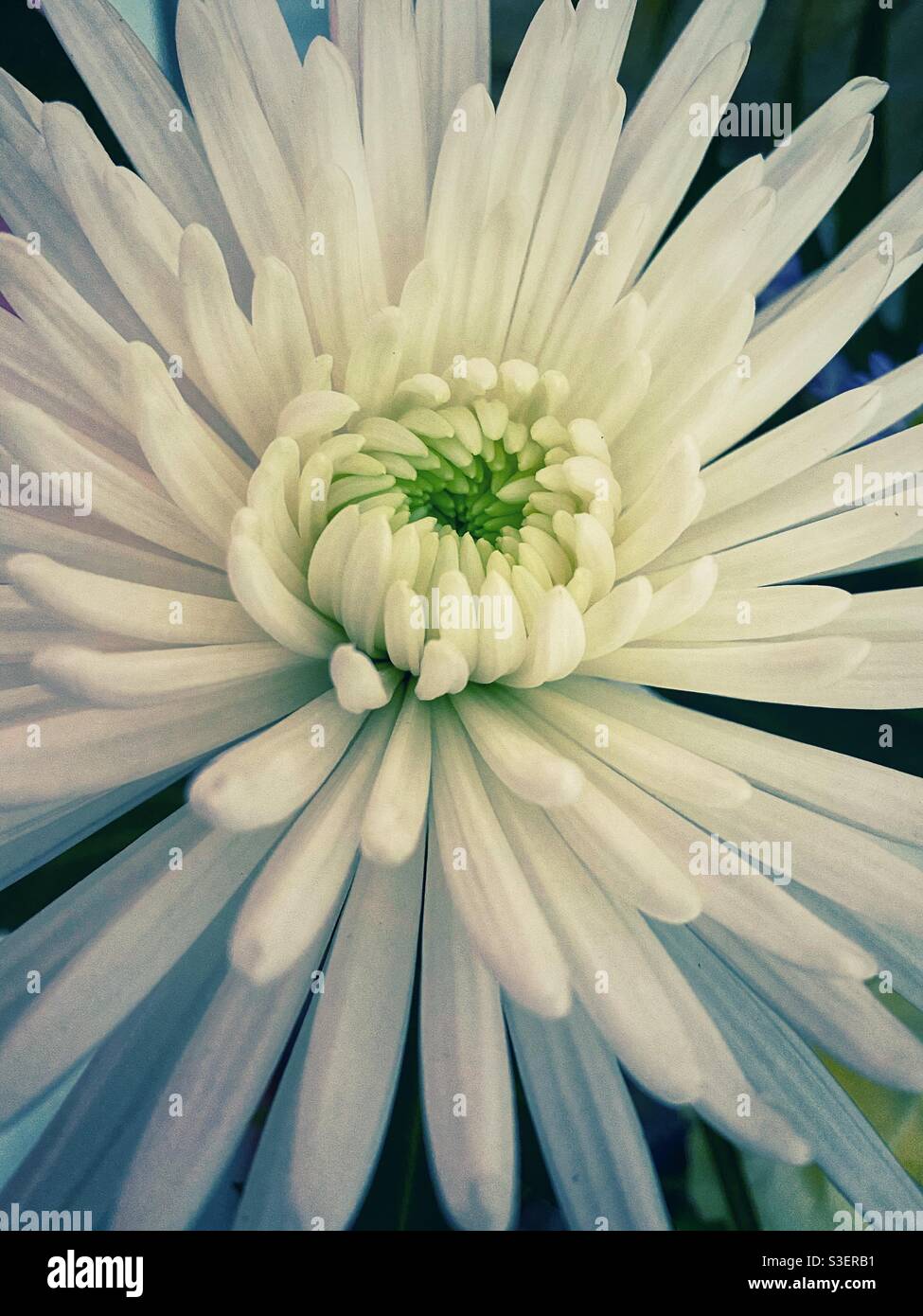 Una foto ravvicinata di un bellissimo fiore bianco con petali che scoppiano verso l'esterno. Anastasia, fiore di ragno Foto Stock