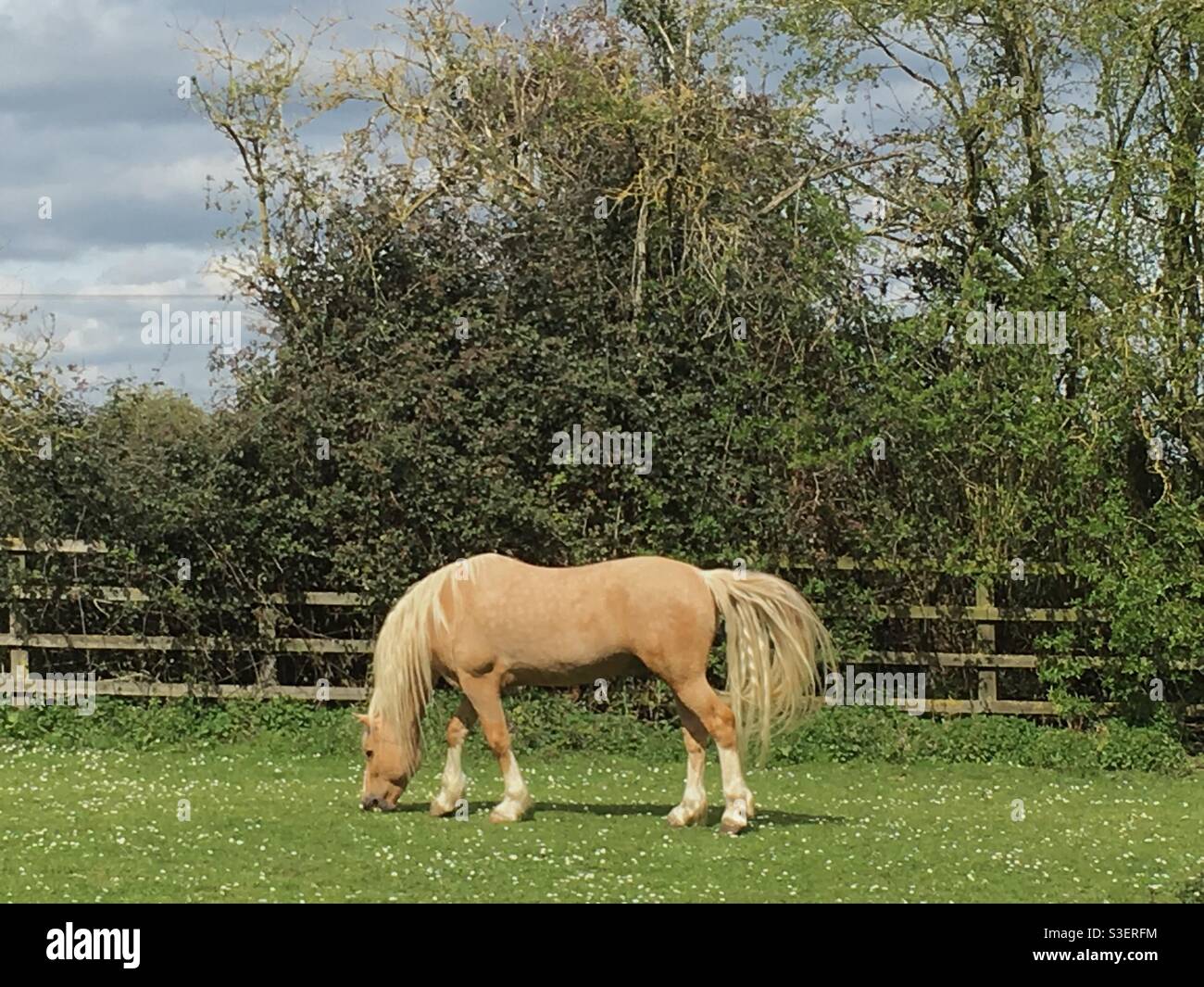 Bel cavallo d'oro - Immagine stock catturata con smartphone
