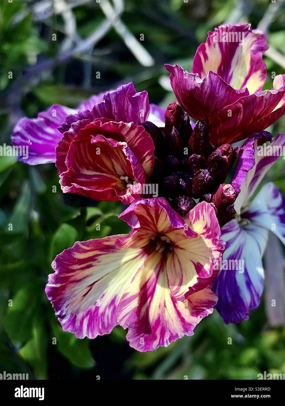 I miei bellissimi fiori da parete. Foto Stock