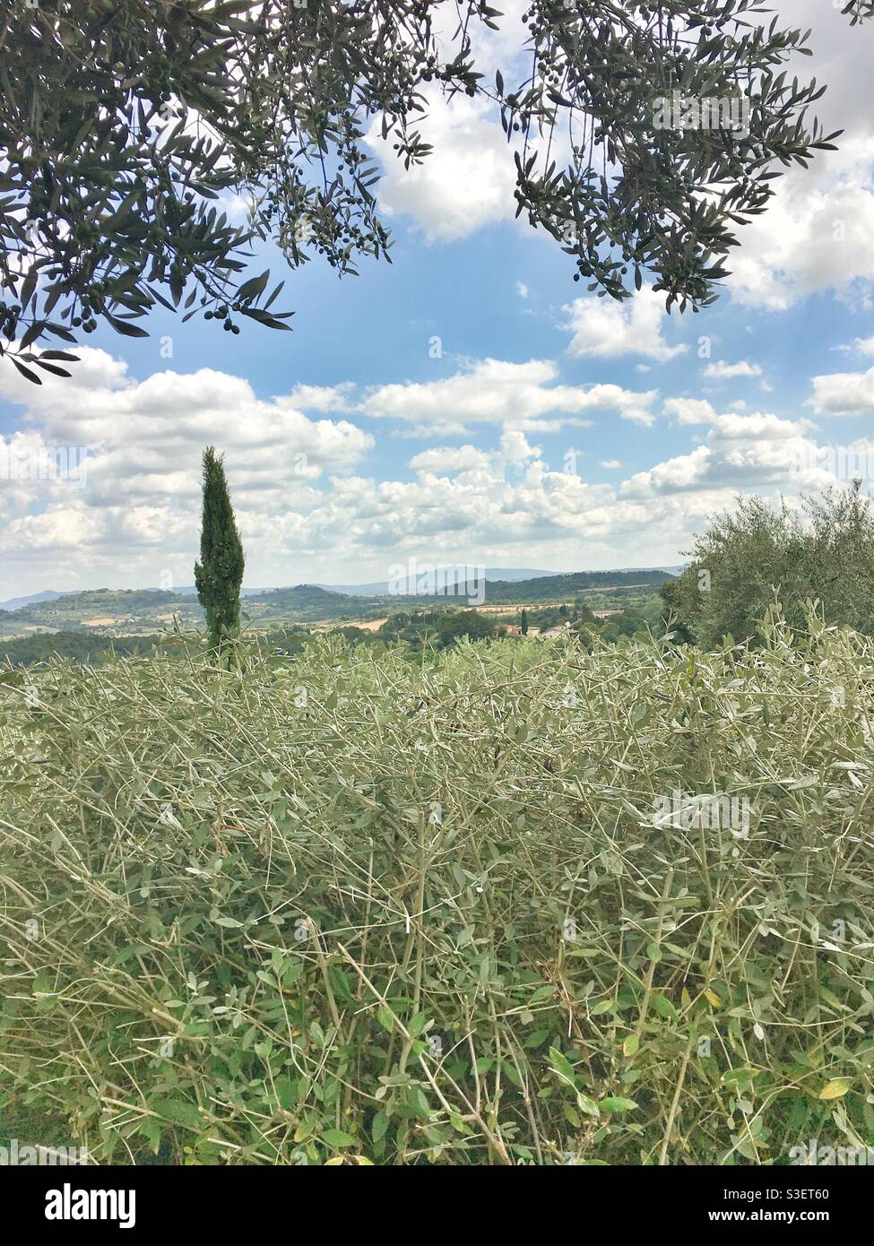 Vista dal giardino dell'hotel Poggio Piglia di un cipresso affondato da un oliveto, Toscana, Italia Foto Stock