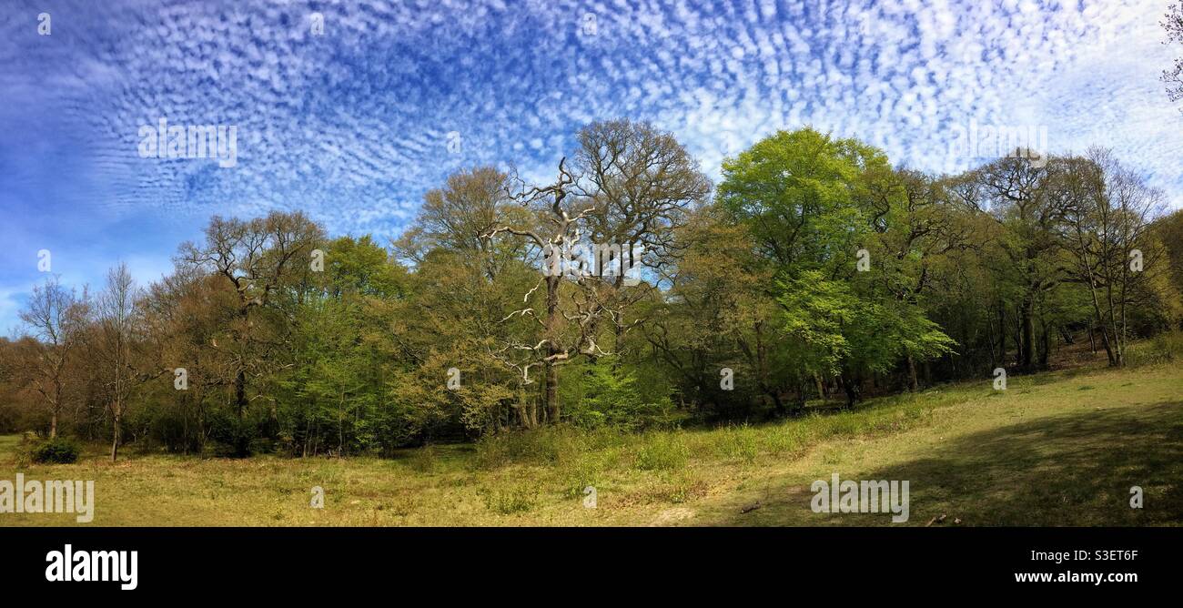 Epping Forest in un primo giorno di primavera, con un bel cielo blu in alto Foto Stock