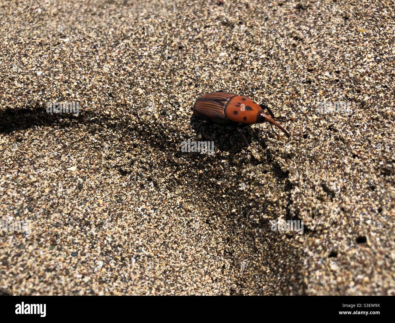Rhynchophorus ferrugineus aka palma rossa weevils,bug,macro, Foto Stock