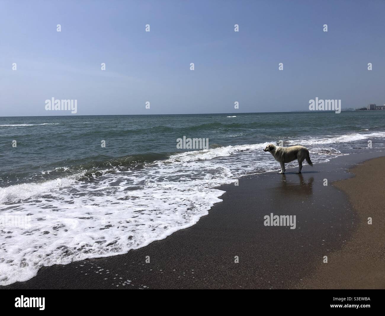 StrayDog guardando il mare e le onde sulla spiaggia Foto Stock