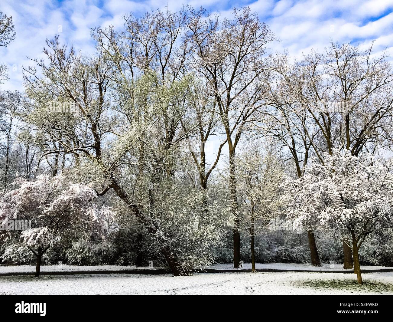 Alberi in fiore prematuramente coperti di neve. Inizio primavera. Ontario, Canada. Il tempo insolitamente caldo seguito da una nevicata inaspettata ma non stagionale ha creato un paese delle meraviglie invernali. Stagioni mescolate. Foto Stock