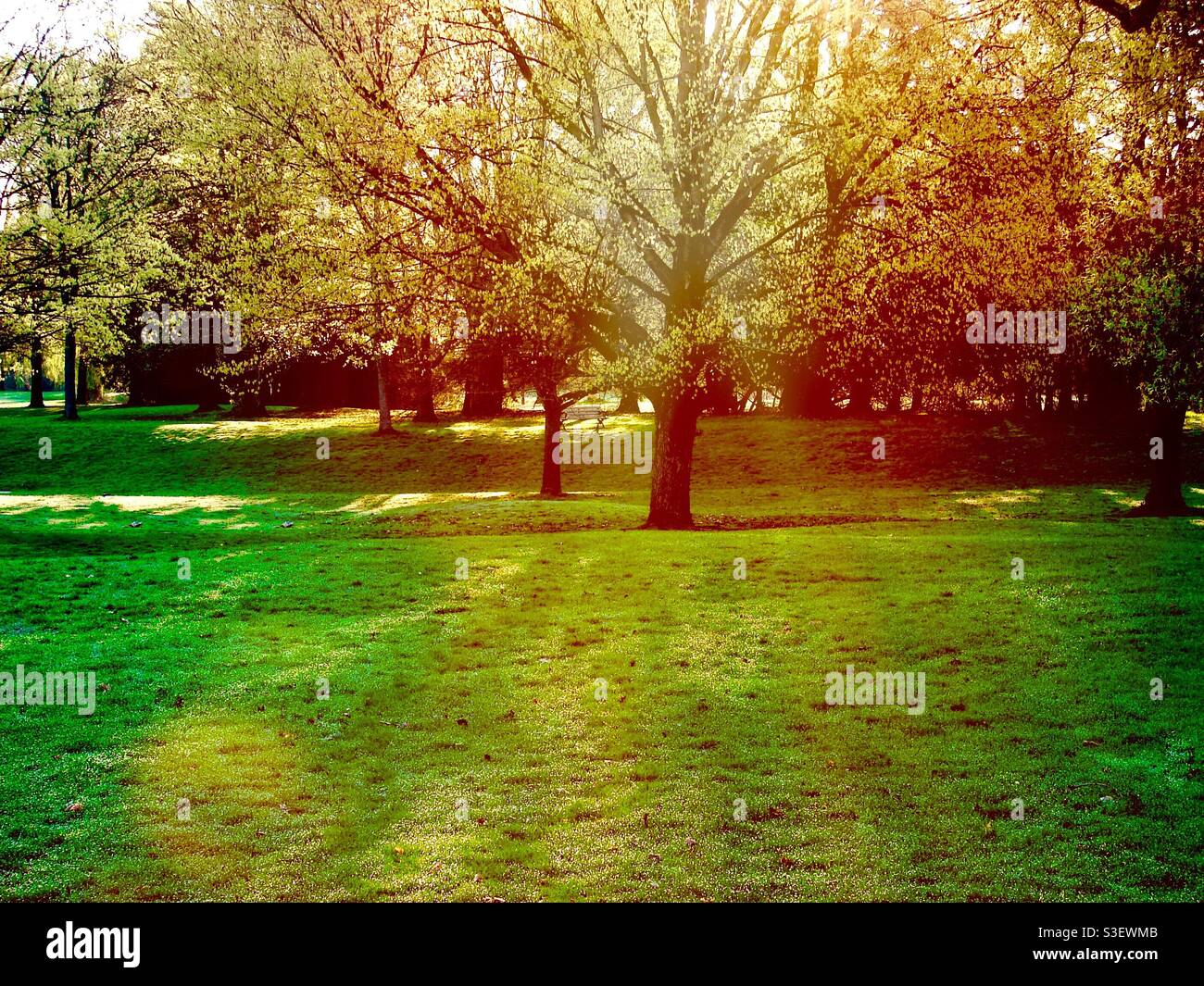 La luce filtra attraverso gli alberi in un grande parco all'inizio della primavera, in Canada. Le foglie, appena germoglianti, creano schermi scintillanti e proiettano ombre traslucide sull'erba. Bagnata da luce soffusa. - Immagine stock catturata con smartphone