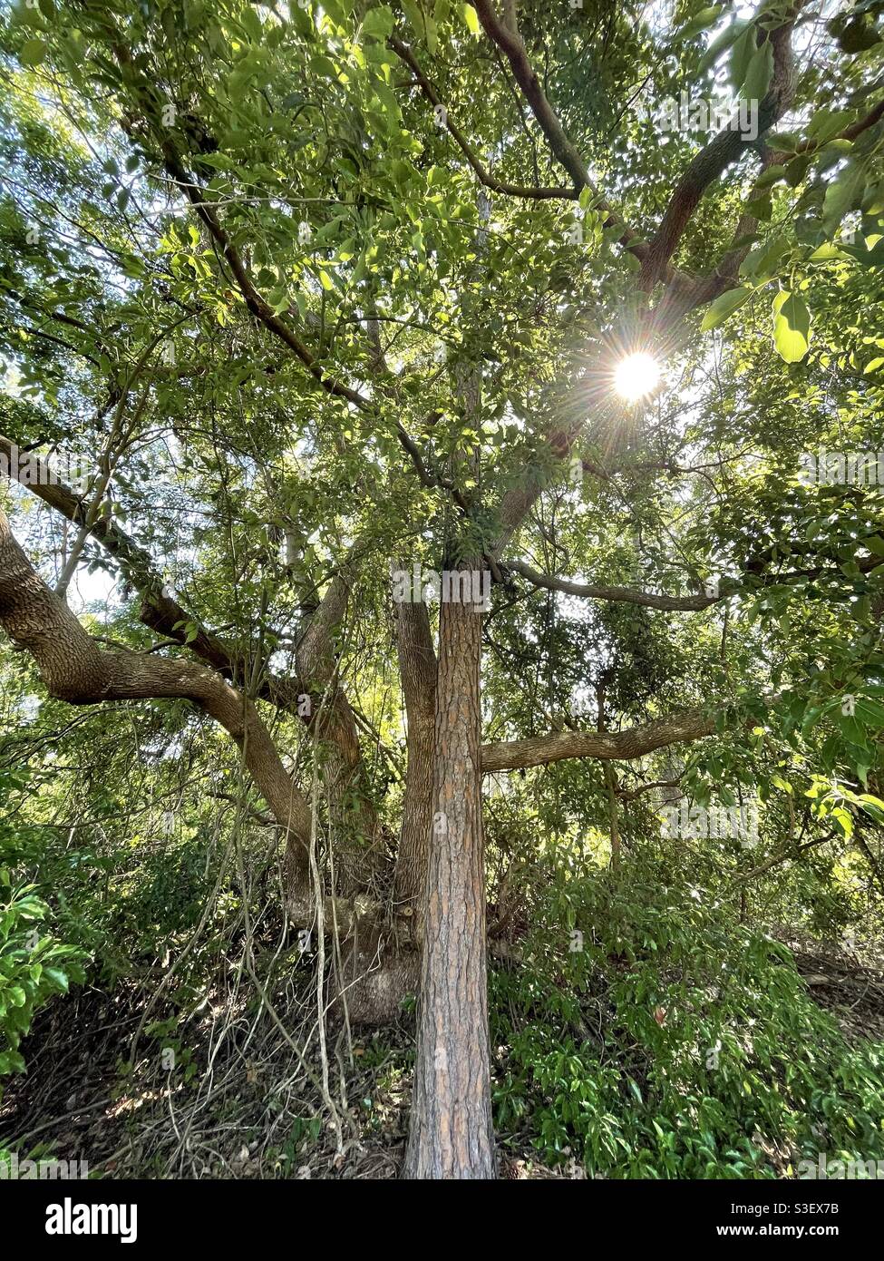Alberi di foresta con il sole flare - Immagine stock catturata con smartphone