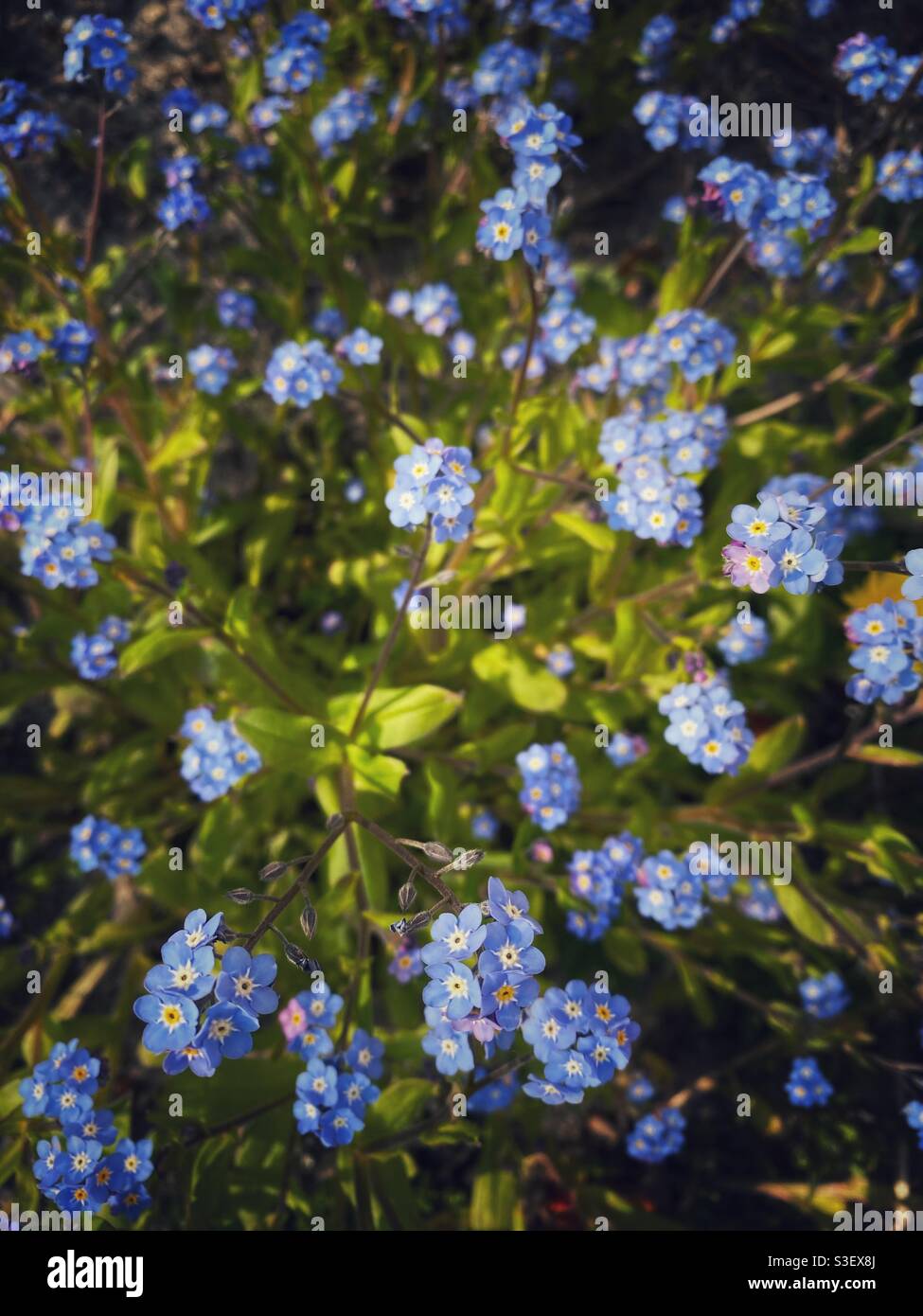 Una fotografia di fiori dimentichi-me-non - Immagine stock catturata con smartphone