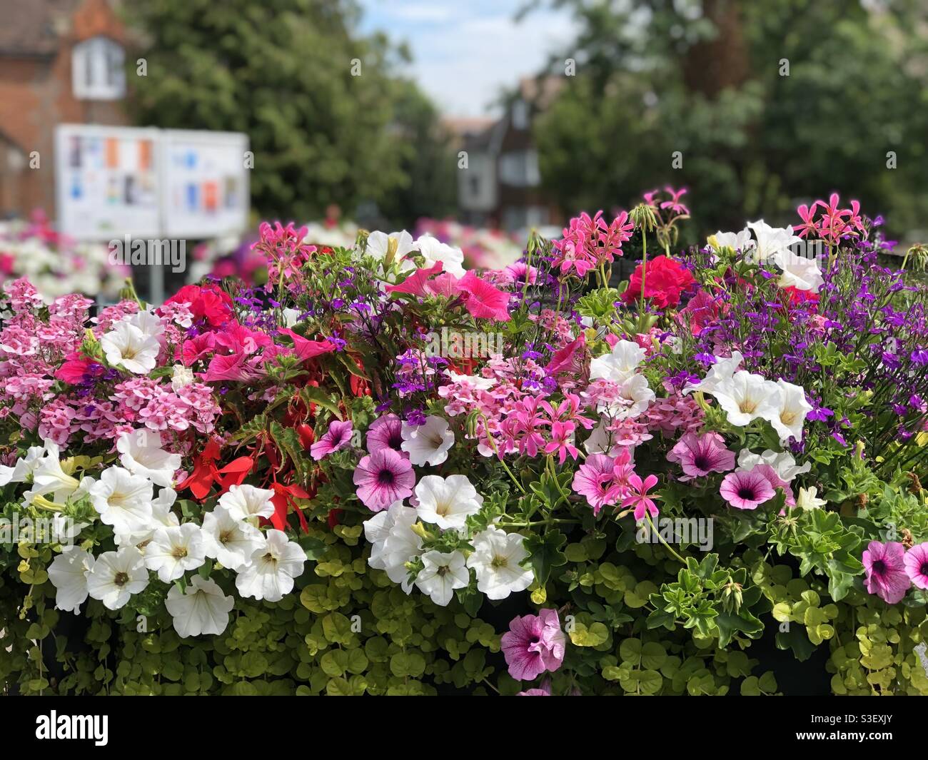 Petunia e altri fiori in piena fioritura in cesti in una mostra all'aperto. - Immagine stock catturata con smartphone