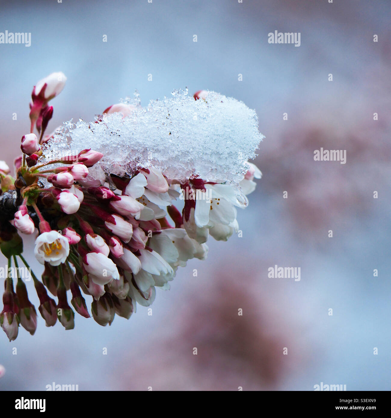 Una crosta cristallina di neve che colma i fiori di ciliegi in erba. Foto Stock