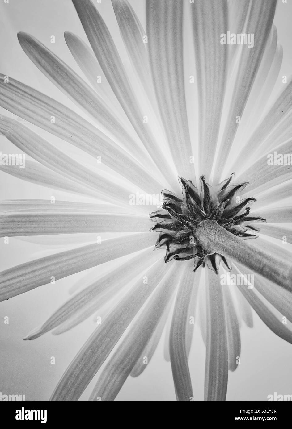 Una fotografia in bianco e nero della parte inferiore di una singola bella fioritura. Immagine classica e semplice, elegante Foto Stock