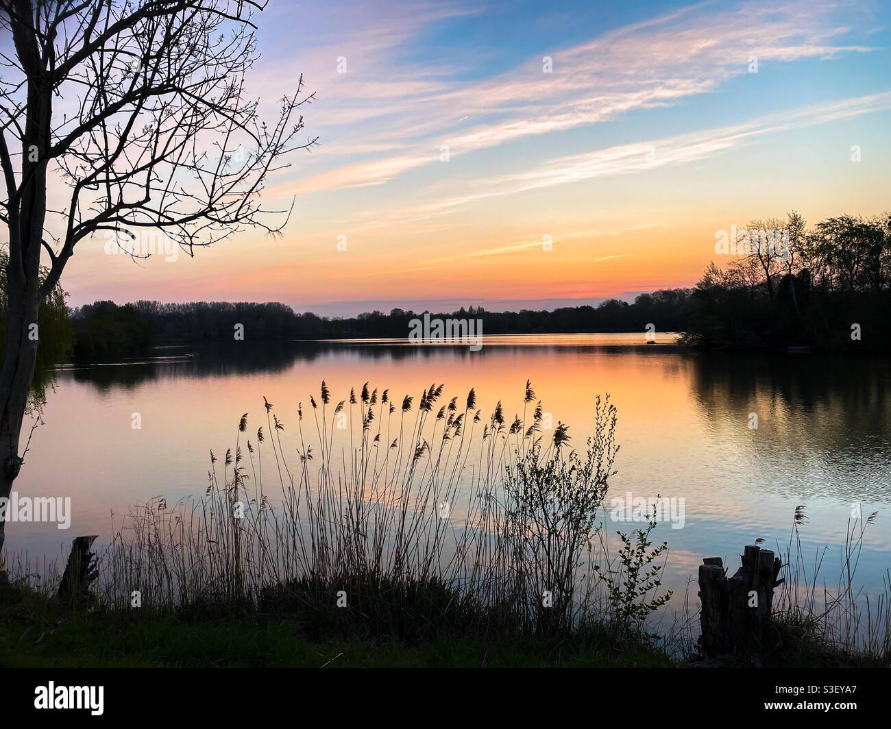 Splendido tramonto o alba sull'acqua. Scena rurale con pampas erba e canne di fronte ad un lago. Paesaggio romantico con silhouette di vegetazione. Foto Stock