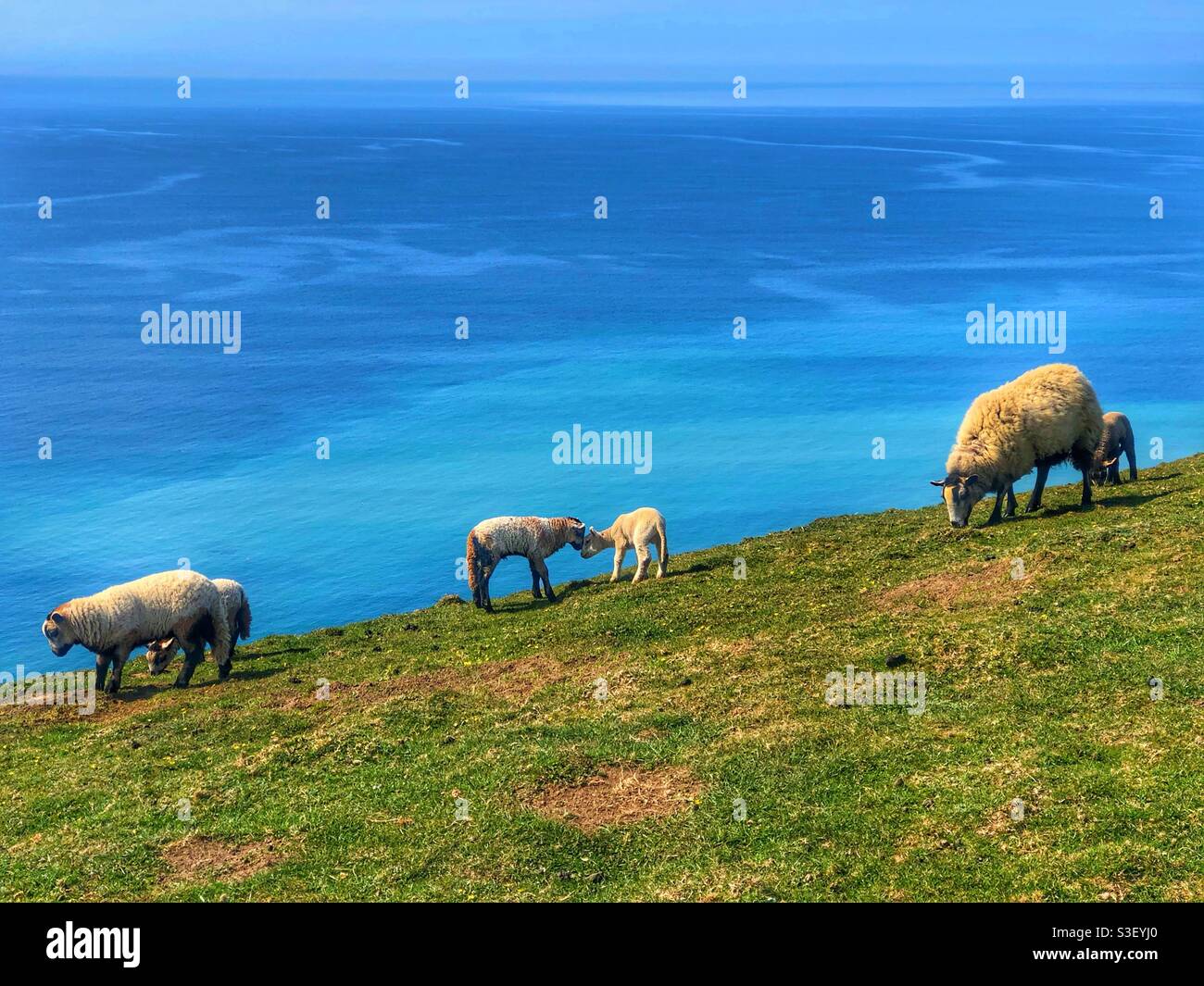 Pecore sulle scogliere lungo la costa Jurassic vicino a Seatown Dorset Foto Stock