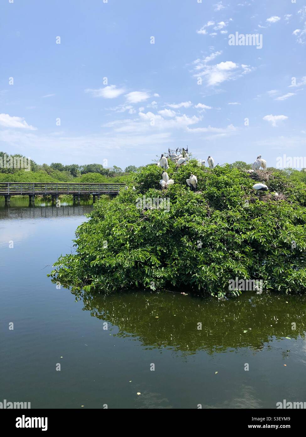 Wakodahatchee Wetlands, Florida- nidificazione cicogne legno si riuniscono nel mese di marzo fino ad aprile. Foto Stock