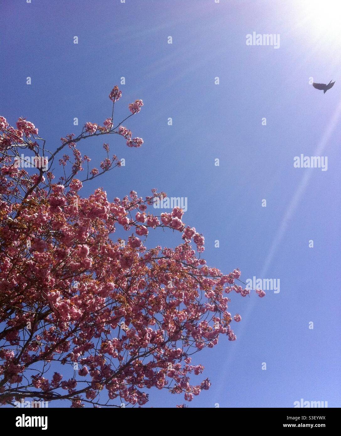 Uccello che sorvola l'albero dei fiori rosa in una giornata di cielo limpido e soleggiato. Foto Stock