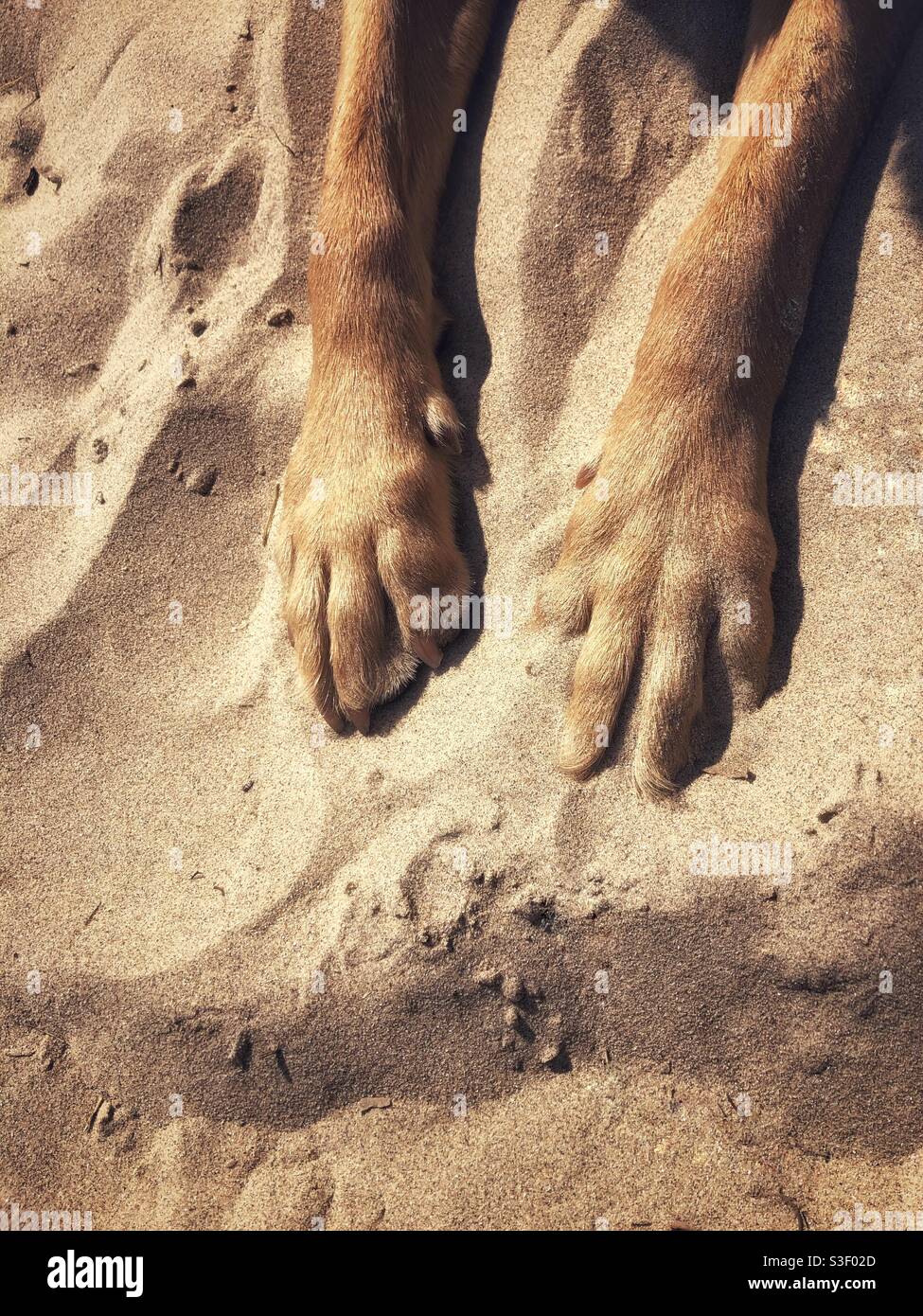I piedi e le punte di un cane da compagnia che poggia su una bellissima spiaggia di sabbia con spazio per le copie in un animale domestico immagine di vacanza estiva dove i cani sono ammessi sulle spiagge Foto Stock