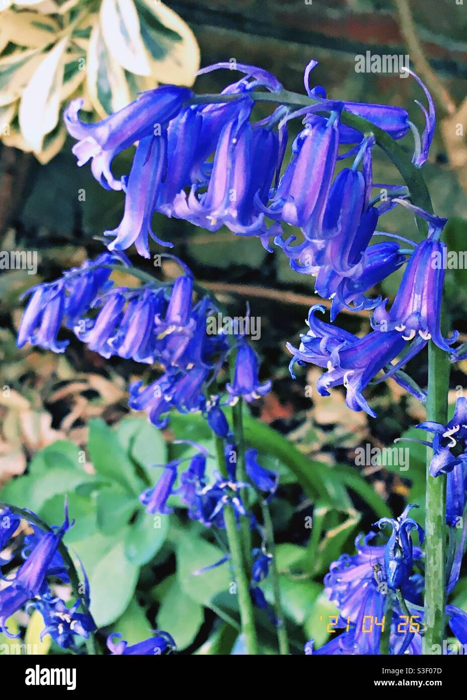 Bluebells inglesi (Hyacinthoides non-scripta) in un bordo di fiori di giardino Foto Stock