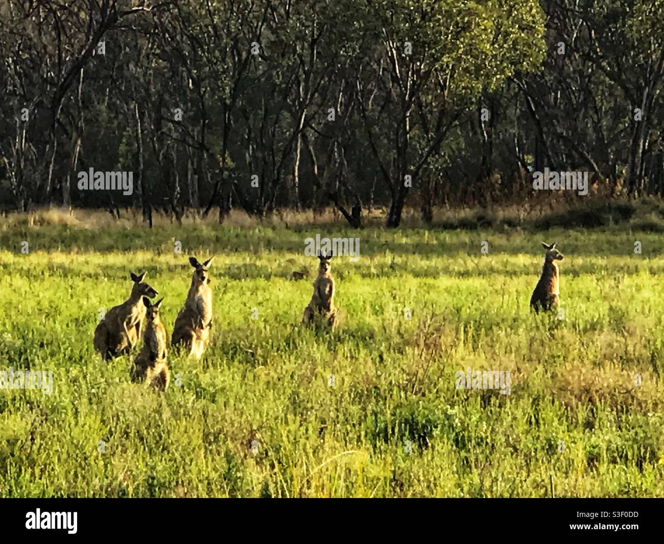 Canguri in un campo in Ballandan, Queensland, Australia Foto Stock