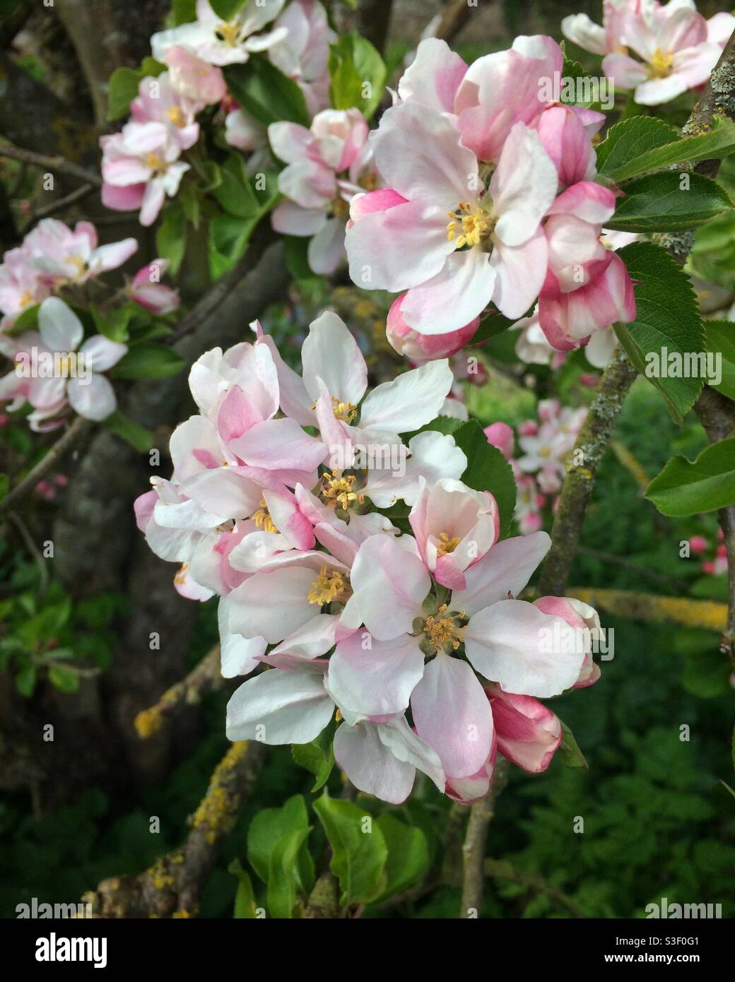 Fiore di melo Foto Stock