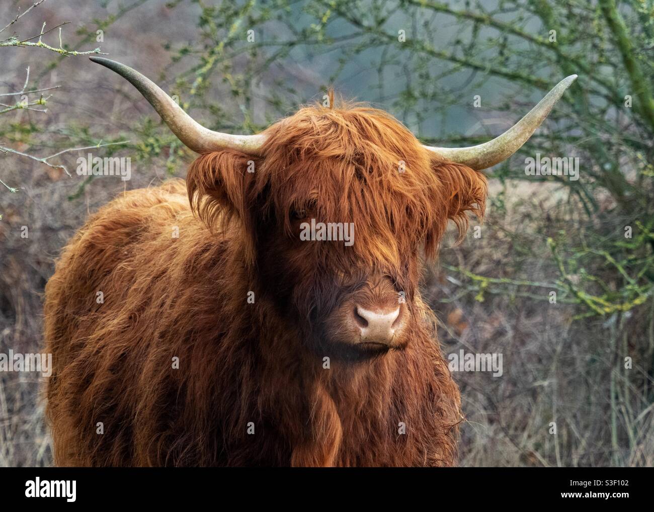 Mucca delle Highland con corna grandi Foto Stock