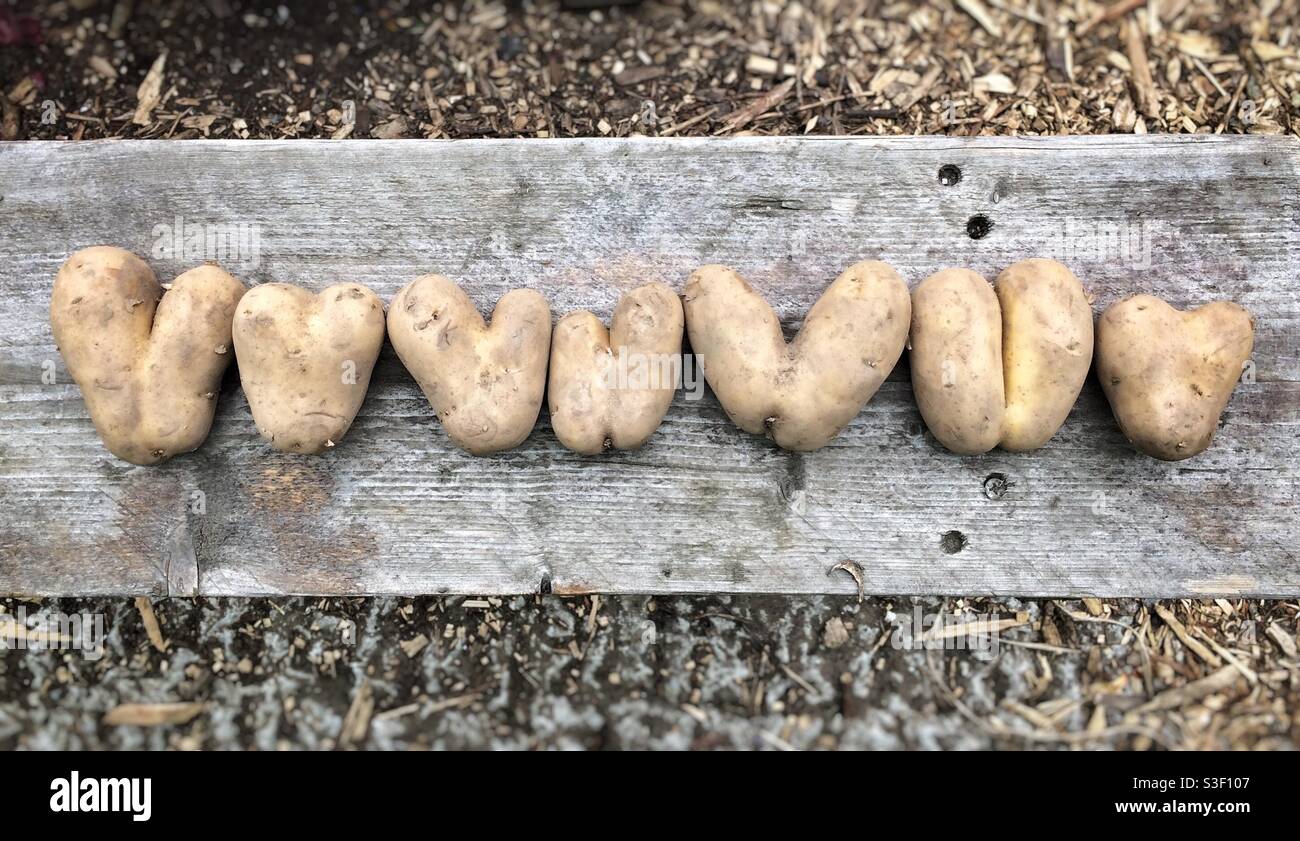 Una selezione di patate a forma di cuore in fila Foto Stock