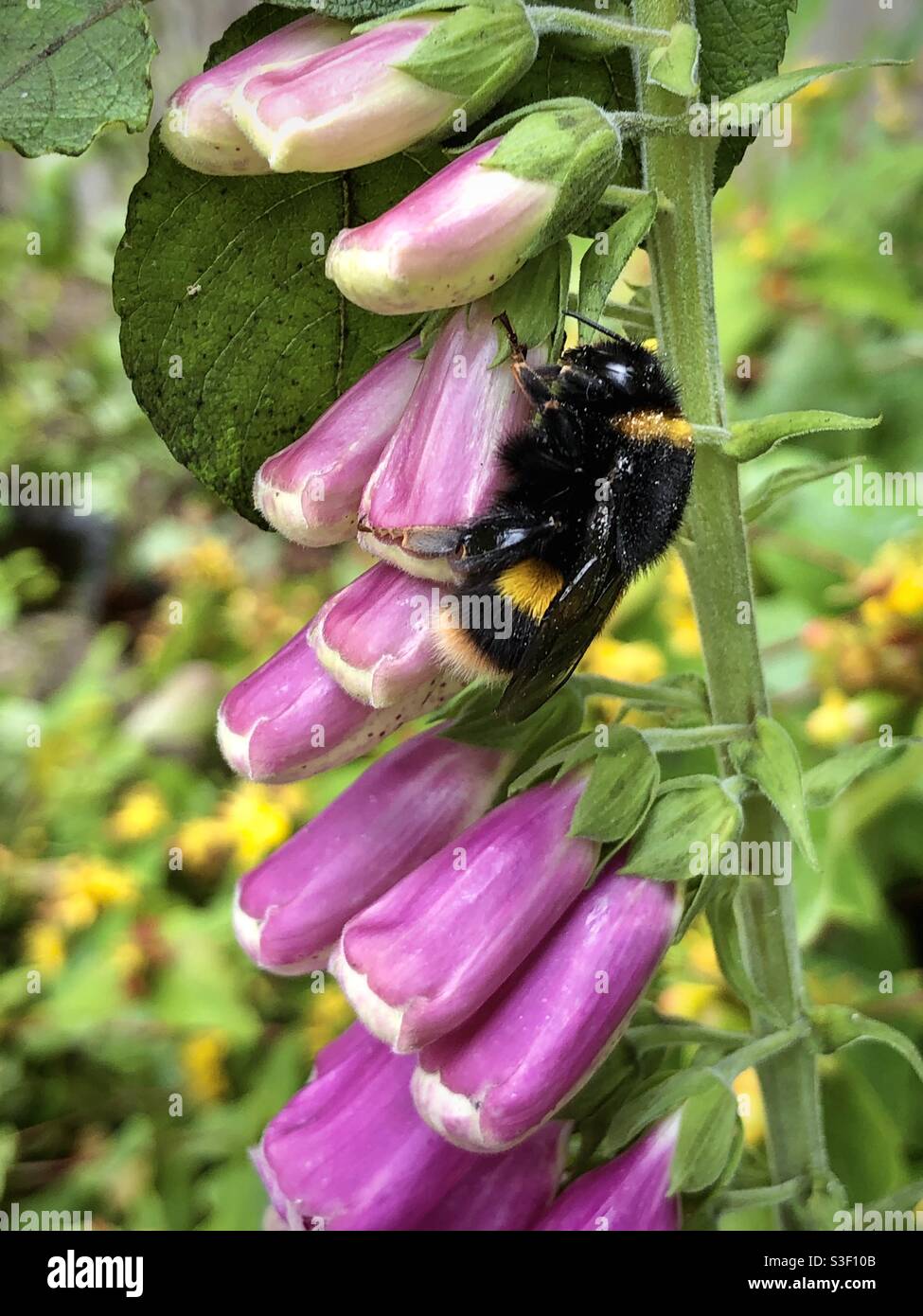 Bumble Bee che riposa sui fiori di una pianta di Foxglove (Digitalis). Foto Stock
