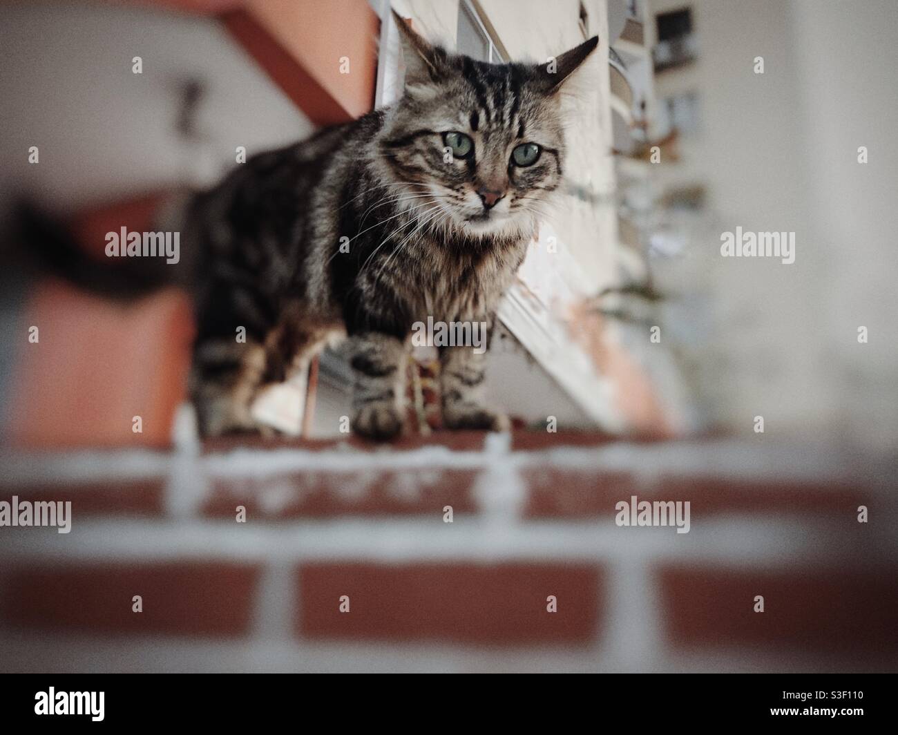 Gatto siberiano su un muro di mattoni Foto Stock