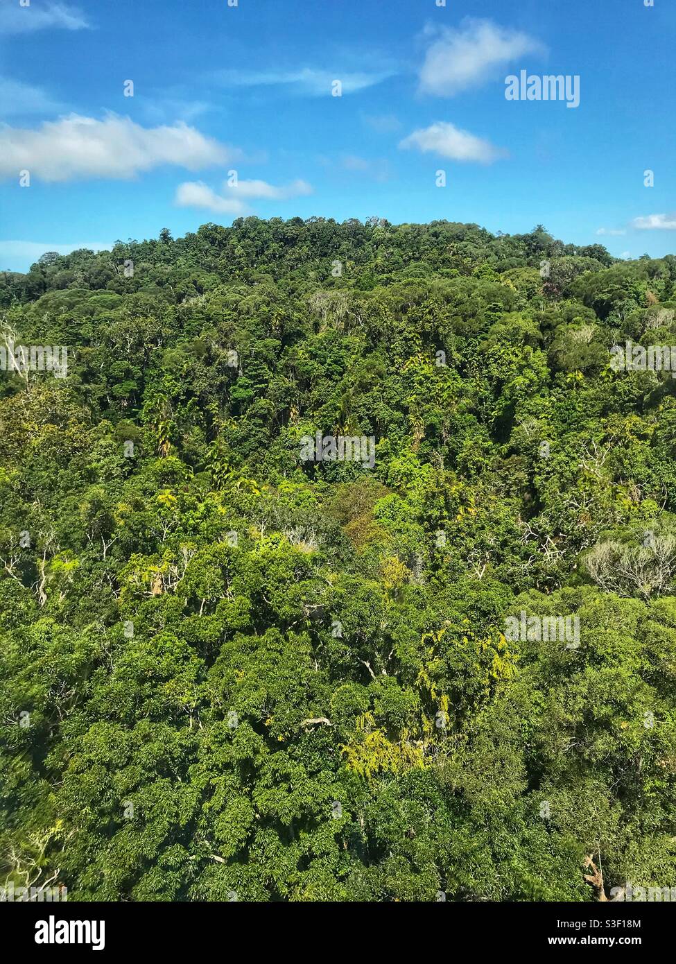 Patrimonio mondiale della foresta pluviale contro il cielo blu vicino a Cairns, far North Queensland, Australia Foto Stock