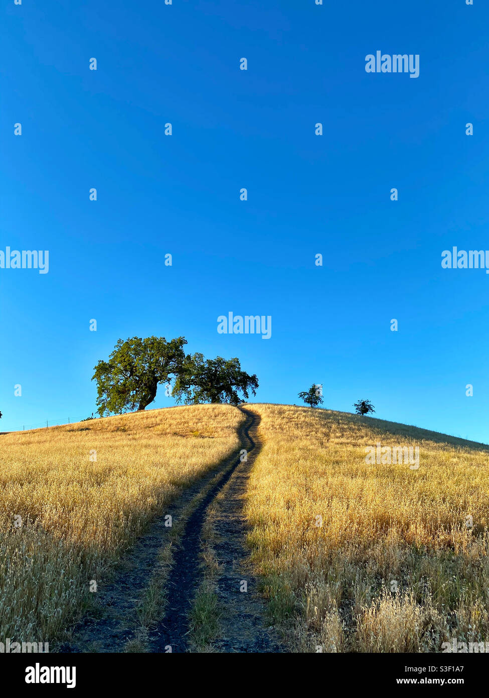 Alberi di quercia sulla cima di collina erbosa con cielo blu Foto Stock