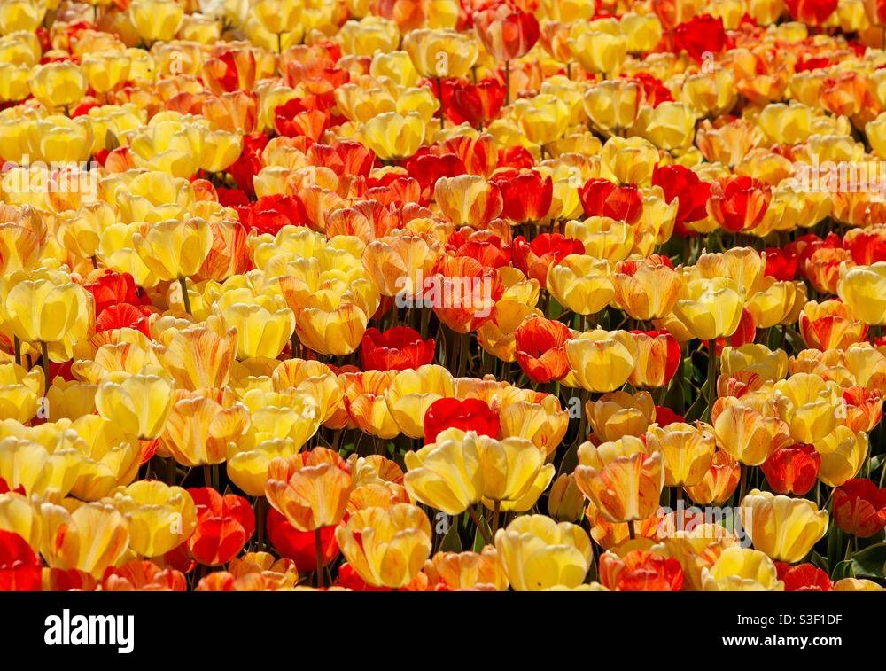 Febbre dei tulipani Foto Stock