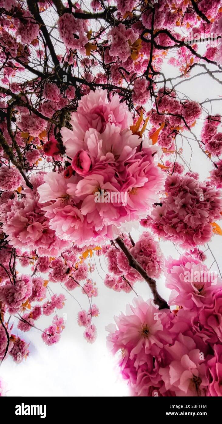 Cherry Blossom tree Foto Stock
