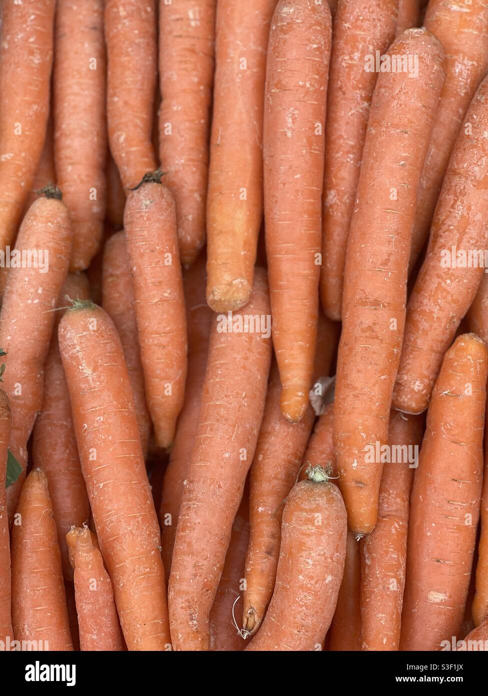 Grandi carote d'arancia fresche Foto Stock