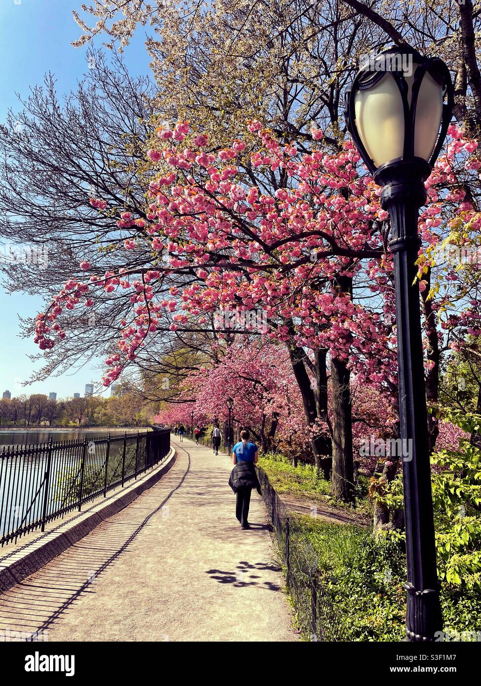 I newyorkesi godono dei vibranti colori rosa dei ciliegi del Kwanzan in primavera mentre usano la pista da corsa presso il lago artificiale nel parco centrale, New York, USA - Immagine stock catturata con smartphone