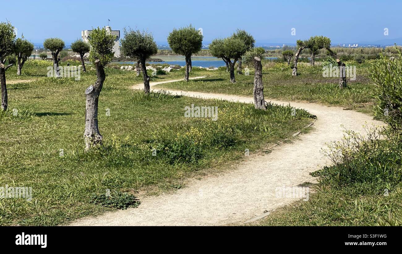 Zigzag percorso zigzagging attraverso gli ulivi in un parco pubblico, Palavas les Flots, sud della Francia Foto Stock