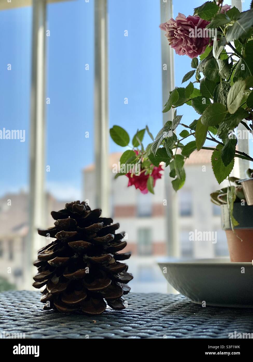 Cono di pino su un tavolo, con rosa rossa su un balcone Foto Stock