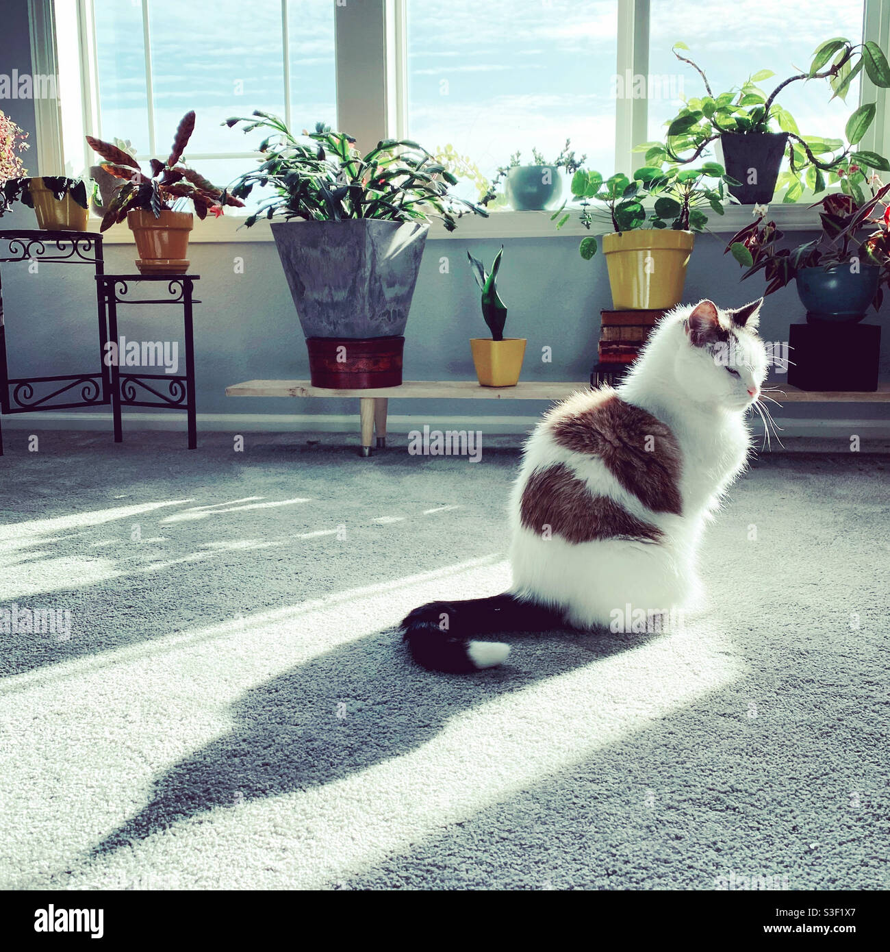 Un gatto e la sua ombra in una stanza con piante da casa. Foto Stock