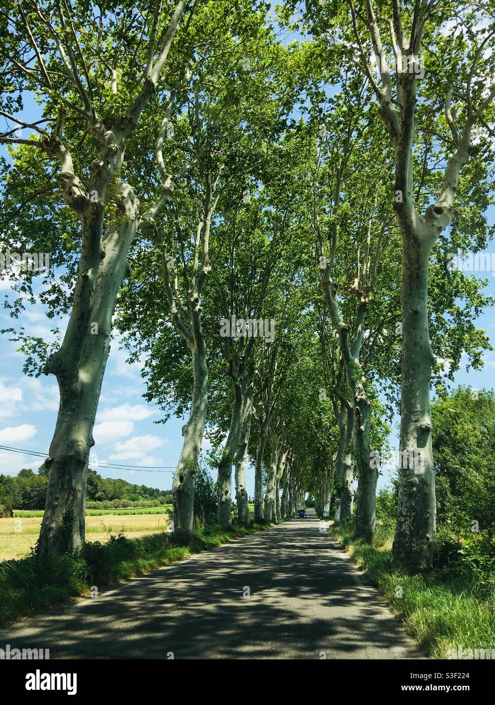 Strada tra file di platane alberi nel sud di Francia - Immagine stock catturata con smartphone