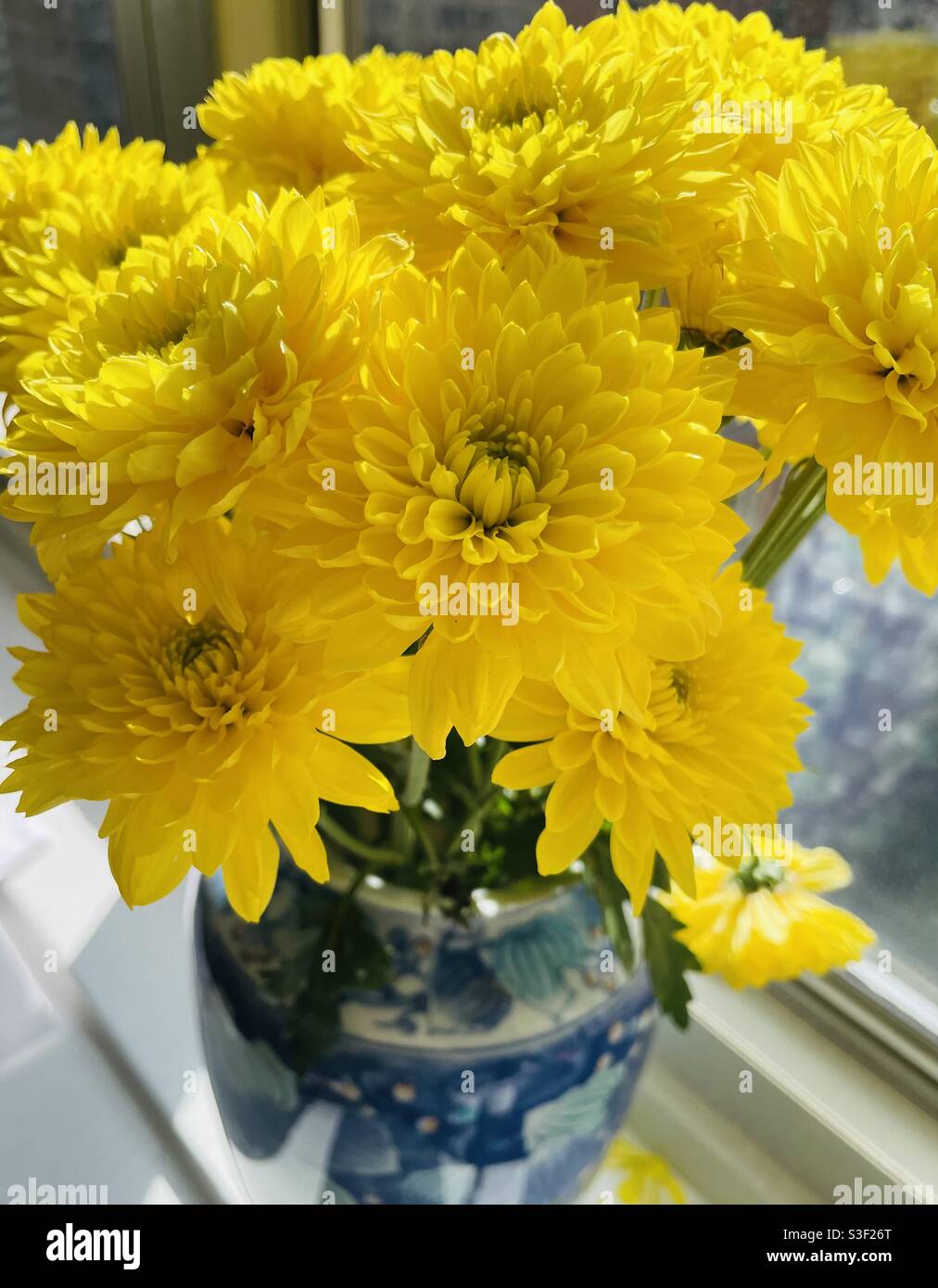 Crisantemi gialli soleggiati in vaso orientale blu Foto Stock