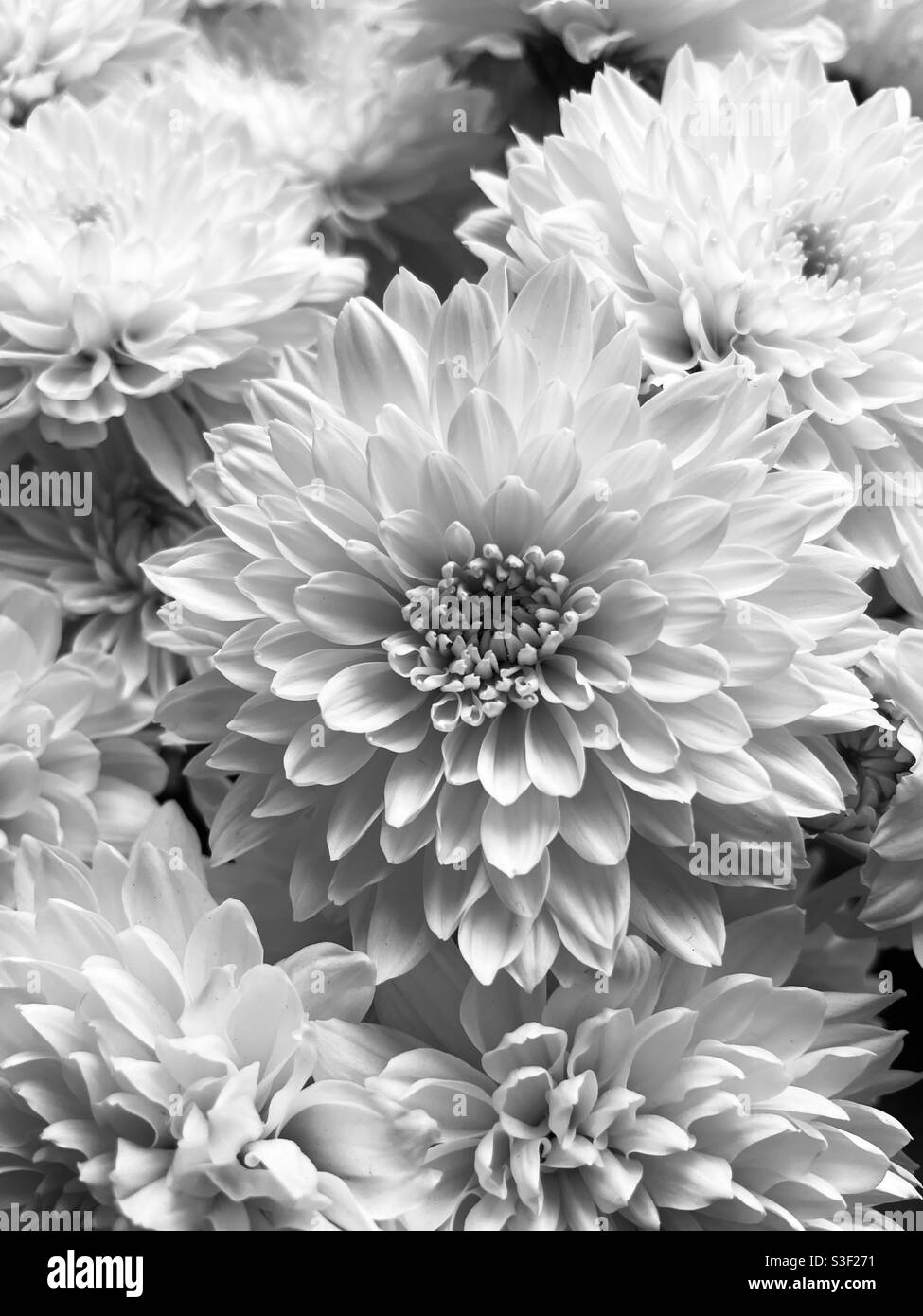 Crisantemi in bianco e nero Foto Stock