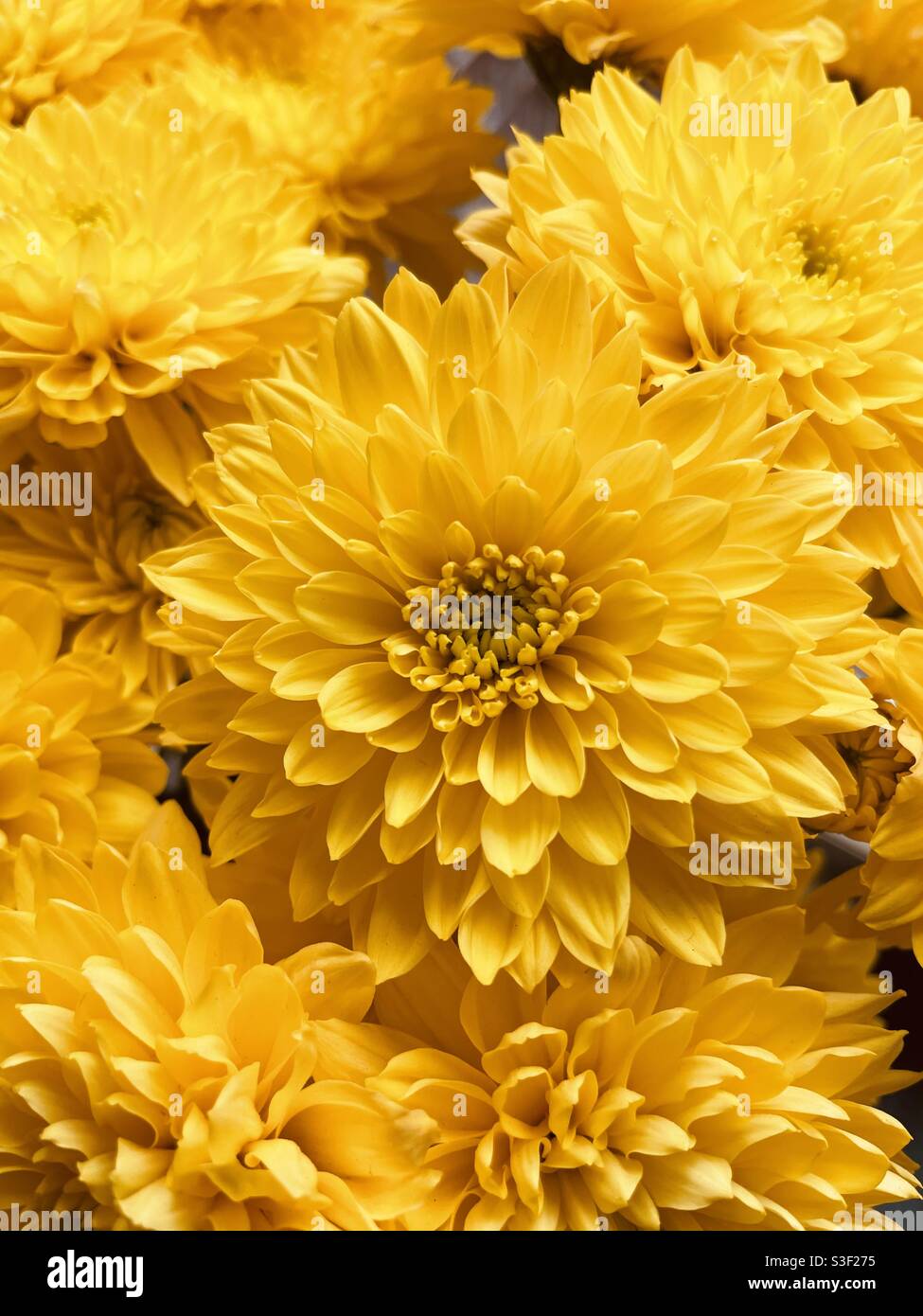 Crisantemi in giallo caldo brillante Foto Stock