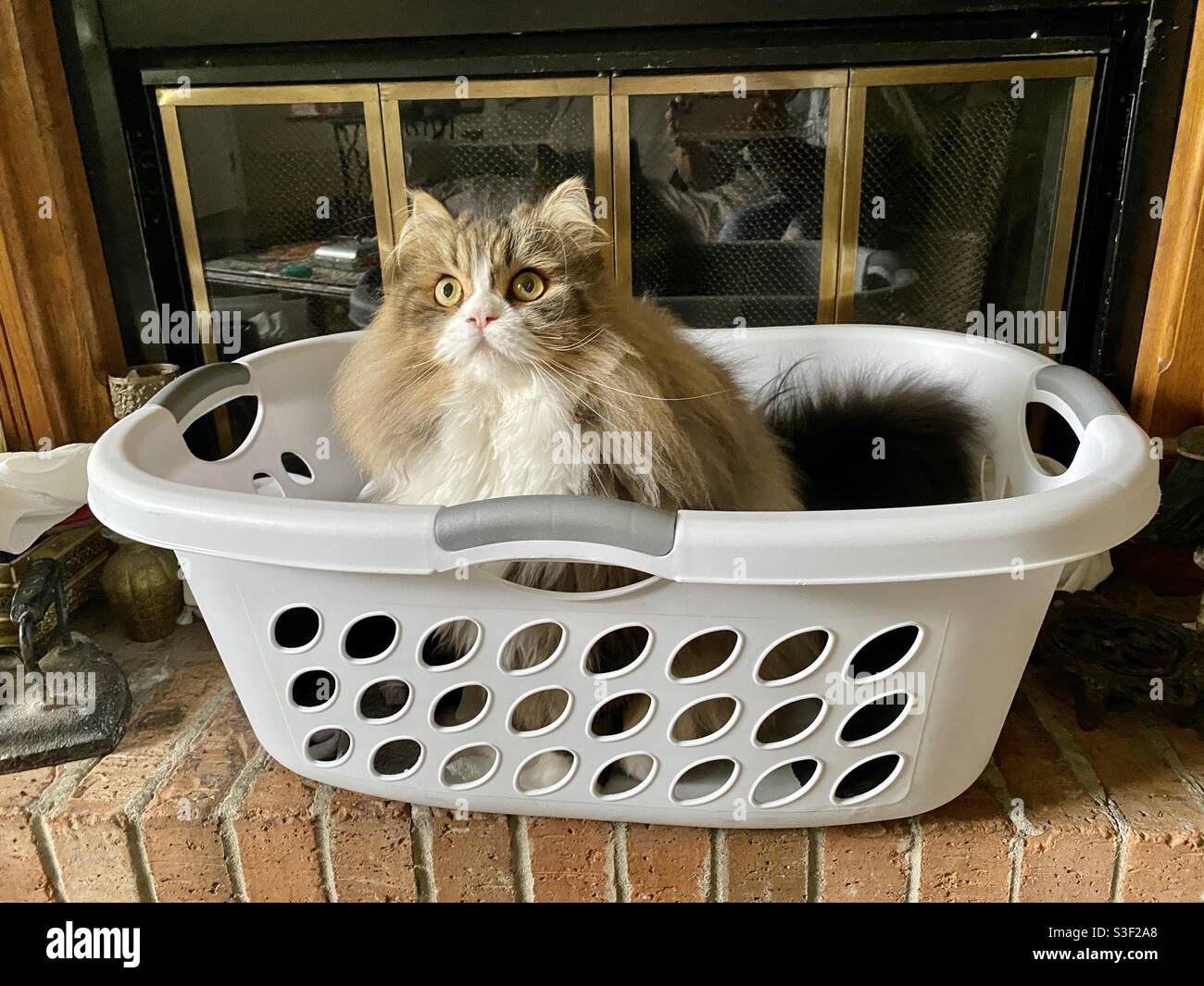 Cat in cesto di bucato sulla terra Foto Stock