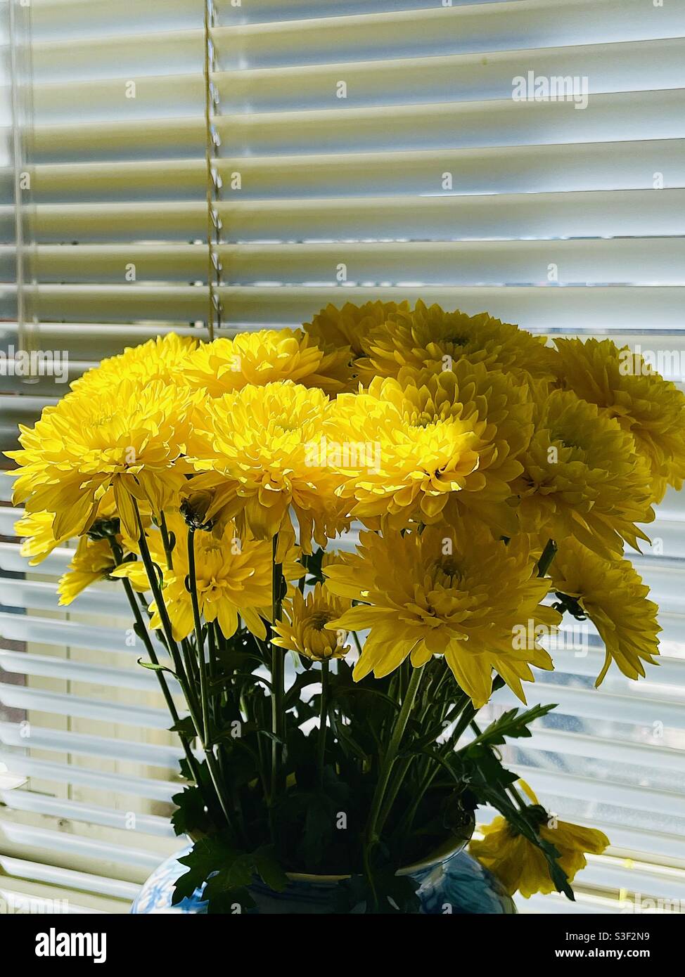 Gioco d'ombra con crisantemi Foto Stock