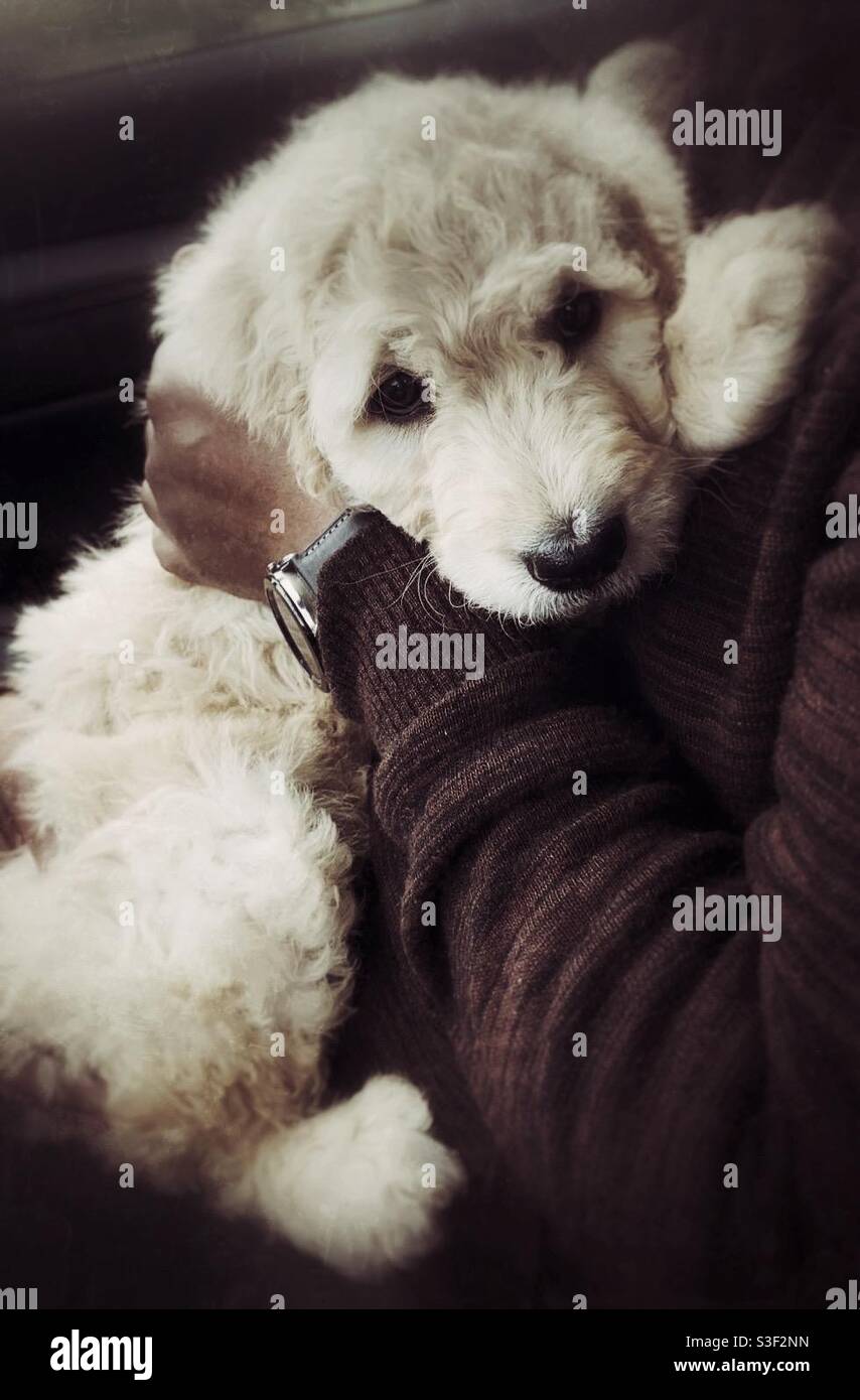 Nuovo cucciolo di poodle che cavalcano sul giro dei proprietari dell'animale domestico in macchina - Immagine stock catturata con smartphone