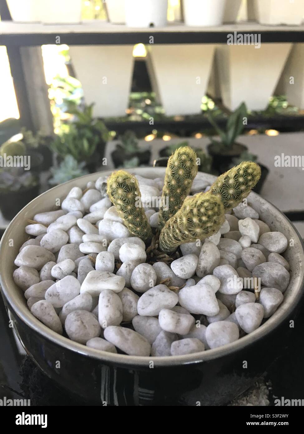 Cactus unico con piccole spine Foto Stock