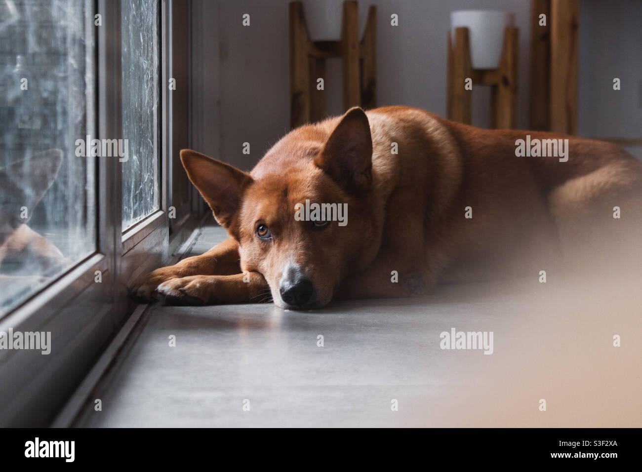 Cane guardando attraverso la finestra Foto Stock