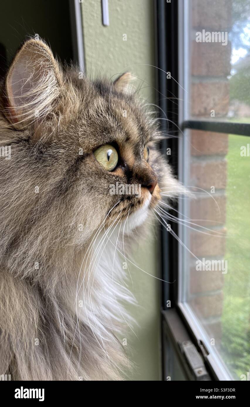 Bel gatto che guarda fuori finestra Foto Stock