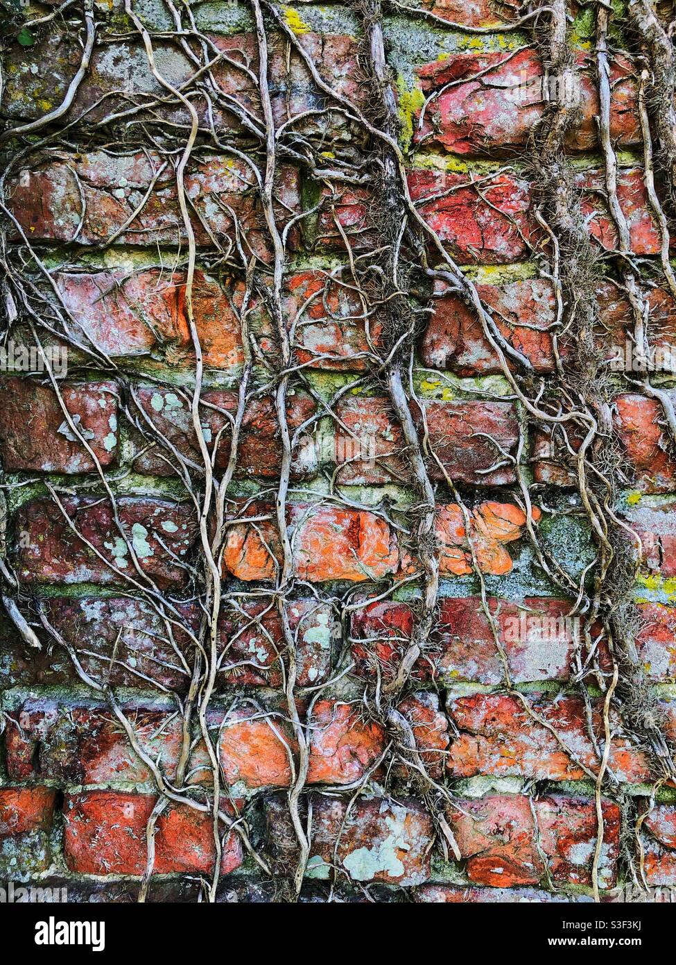 Un groviglio di viti aggrappate su un indossato e stagionato muro di mattoni rossi - Immagine stock catturata con smartphone